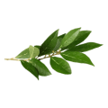 cropped-115a9e94d0bad1ef8247508c51609af5-bay-leaf-herb-illustration.png